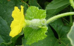 Une fleur femelle et son embryon de fruit.