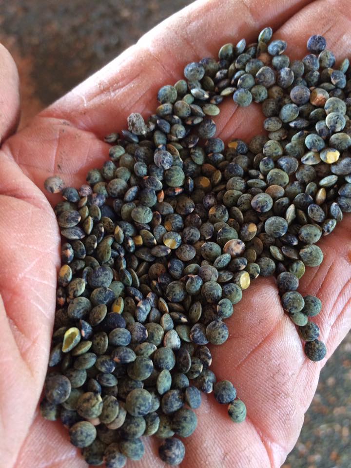 Main tenant des lentilles vertes du Lauragais